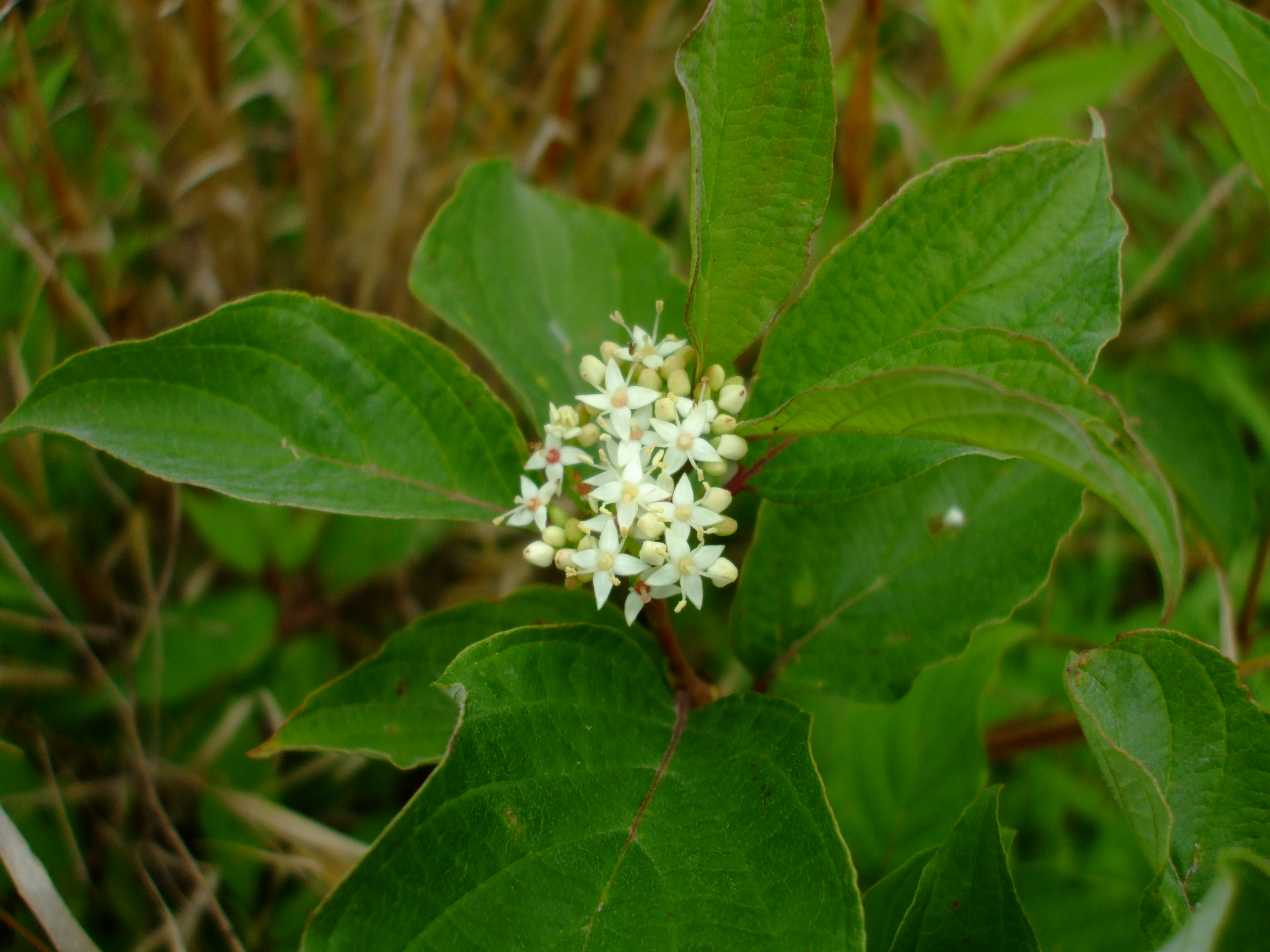 Cornus sericea